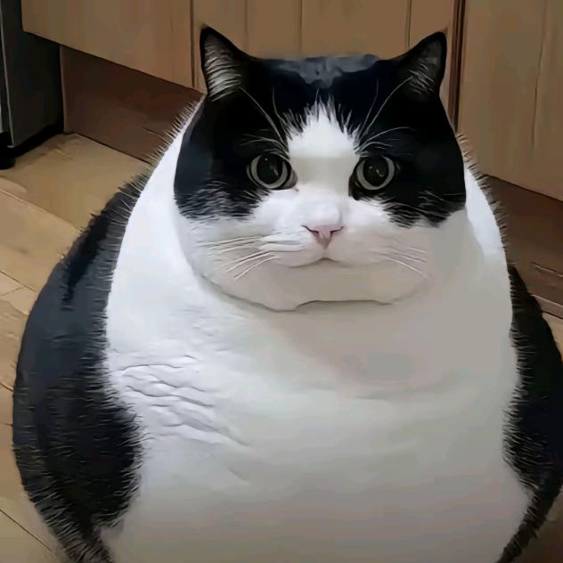抓住一只猫🐱