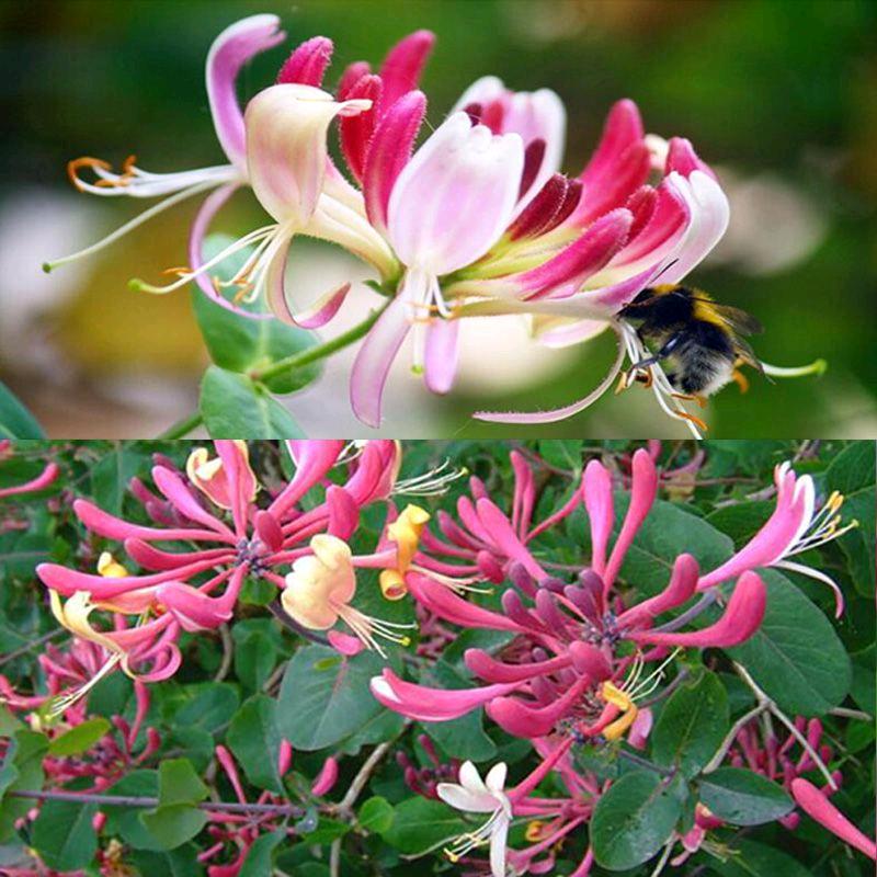 巨鹿德农苗圃场