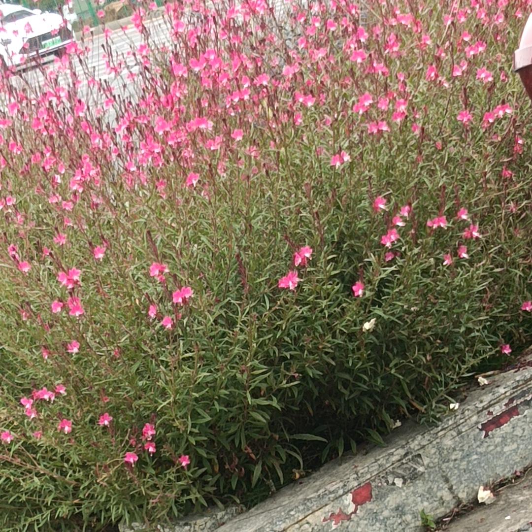 徐风