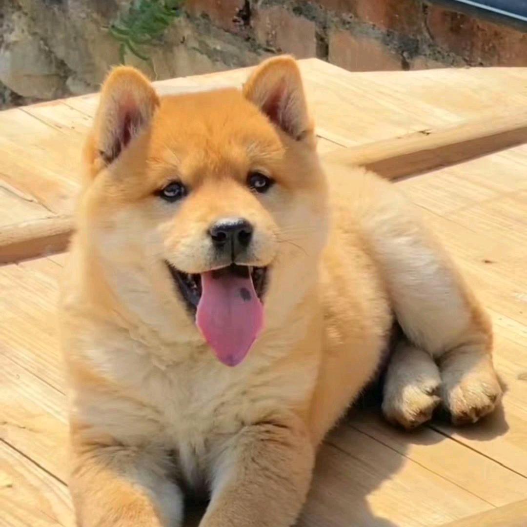 爱玩狗的杰哥（可代淘）