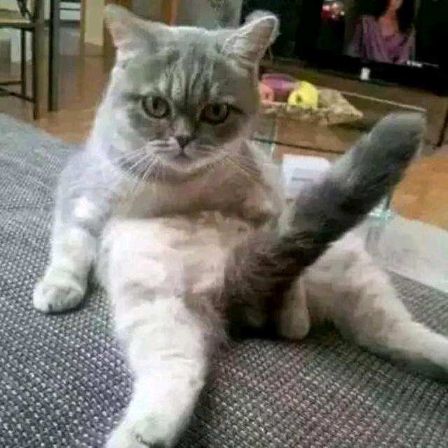 大猫^