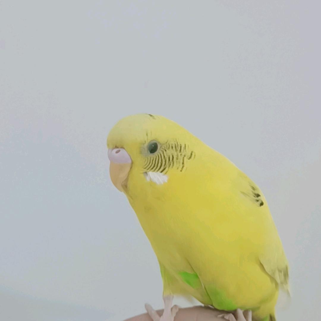 小磊
