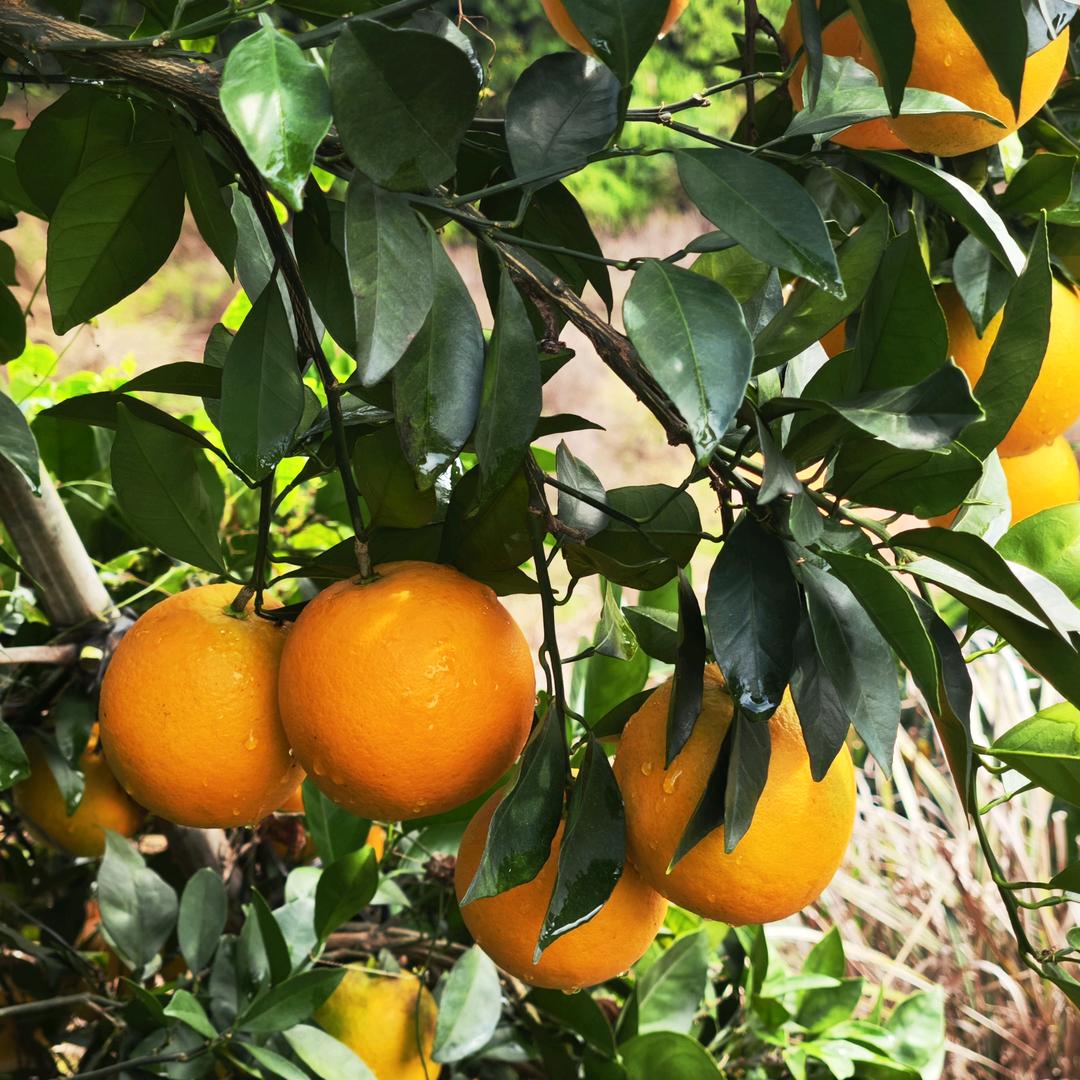 赣州悟红脐橙园