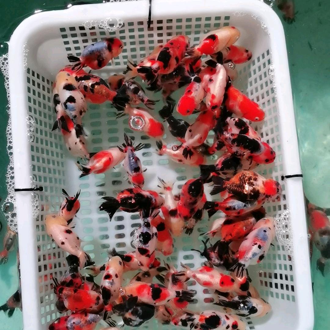 斑斓金鱼