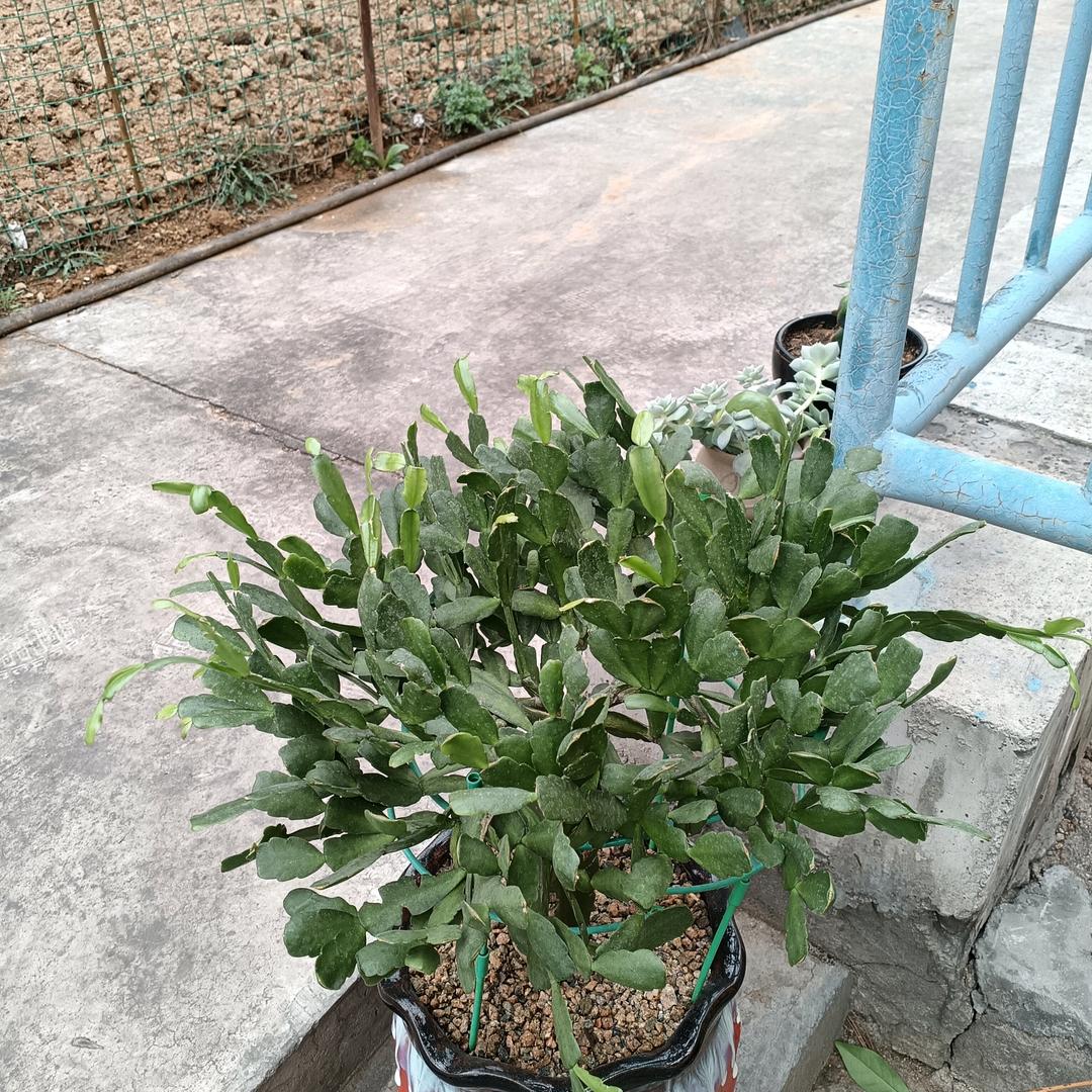 马到成功