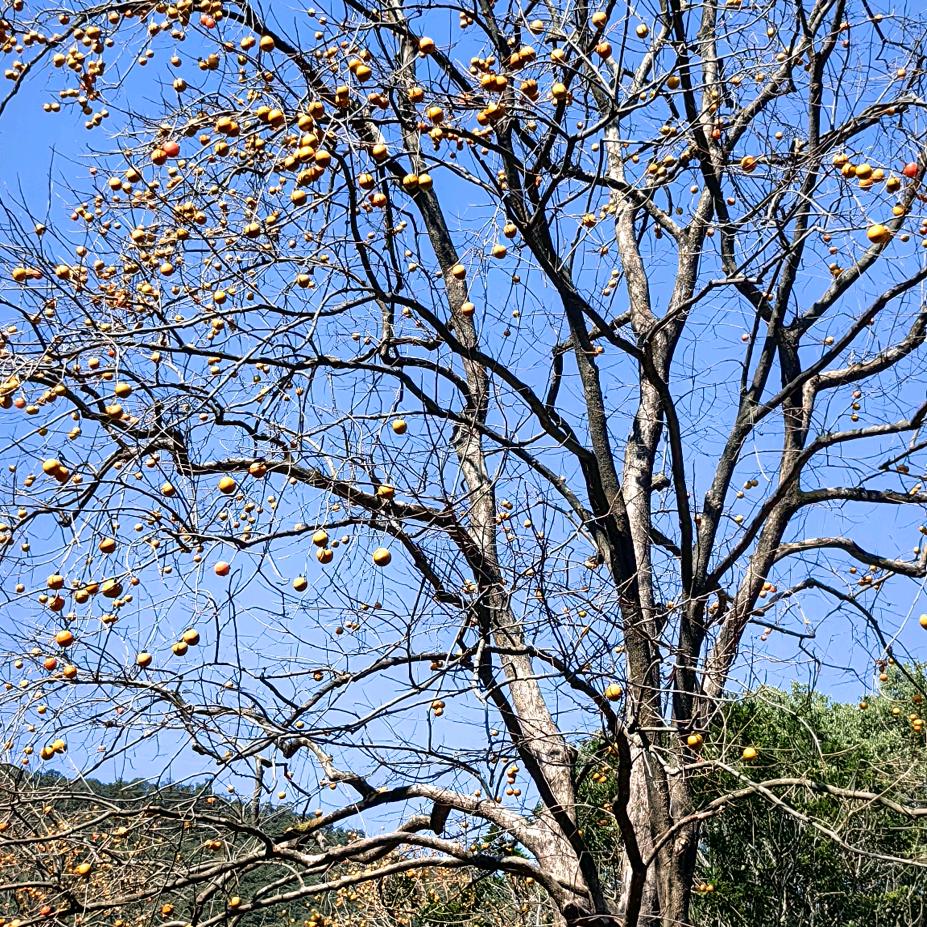 明明