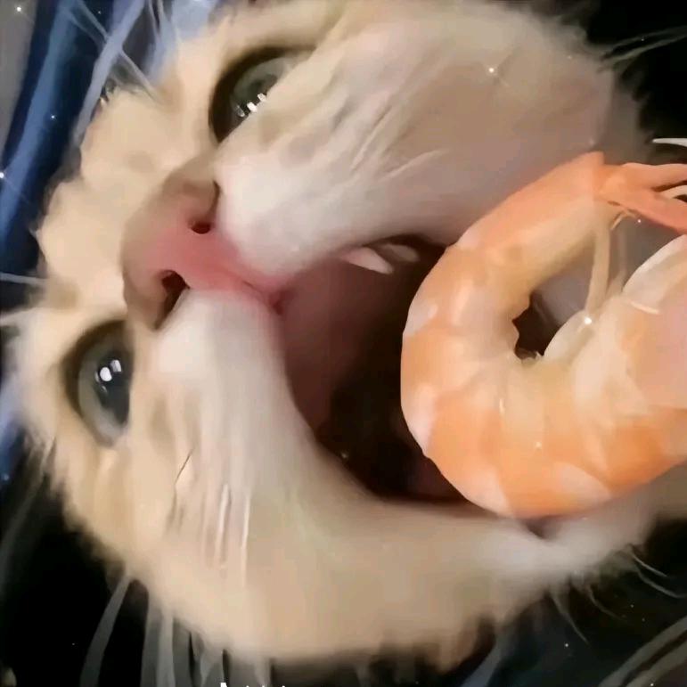 铃鹿QAQ