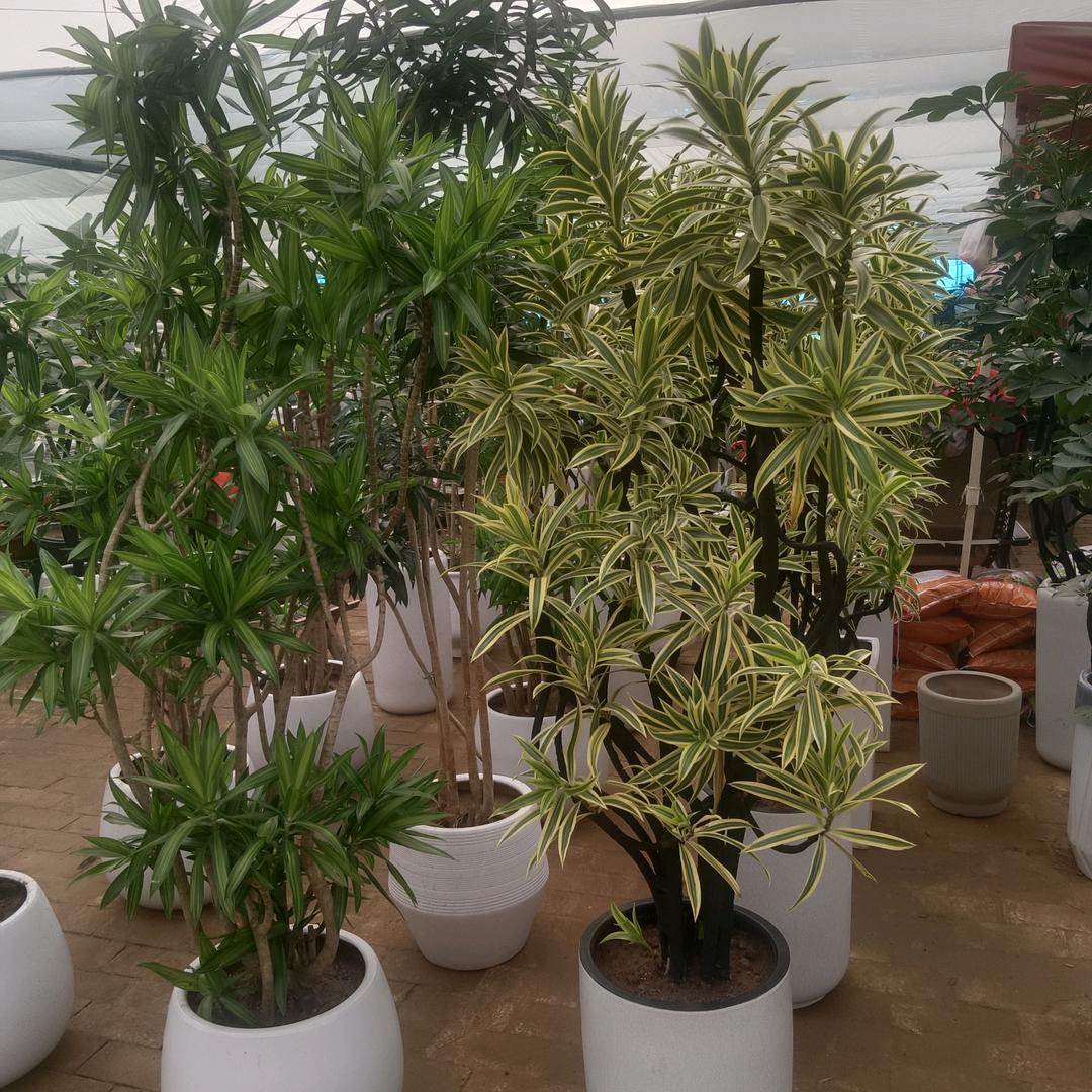 最熟悉的陌生人