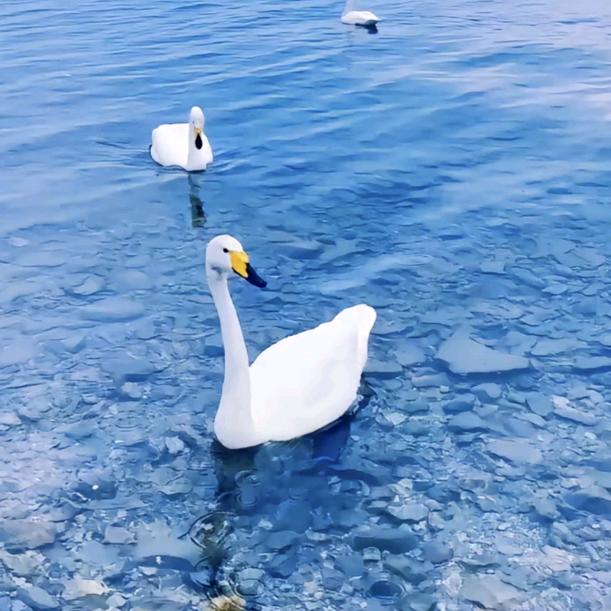 ℳ🥂杨小杨🐏᭄