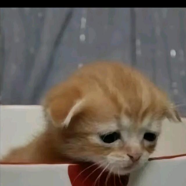 熊猫肉🐼