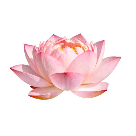 🎄◟(˶> ᎑ <˶)◞🎄