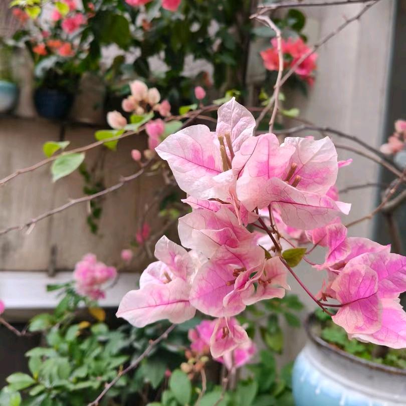 相思