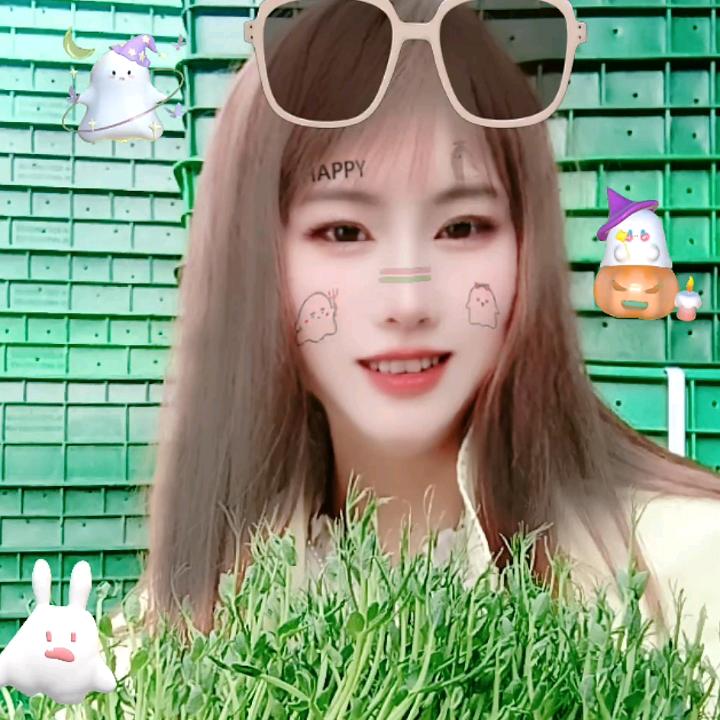 芽苗菜物料源头厂家小刘