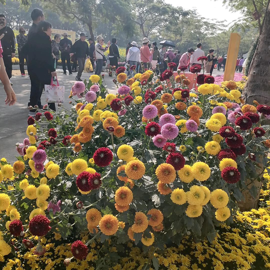 🌻顺其自然🌻