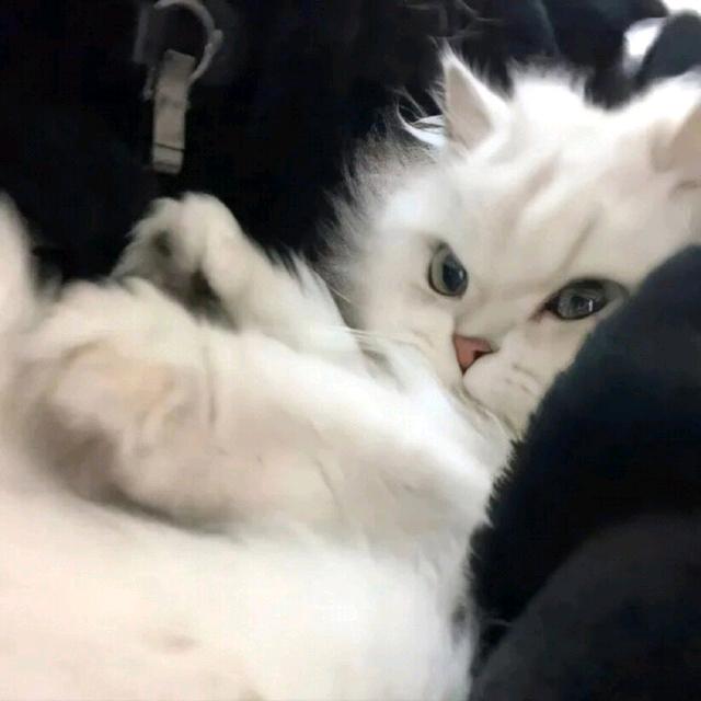 Zzᙆ