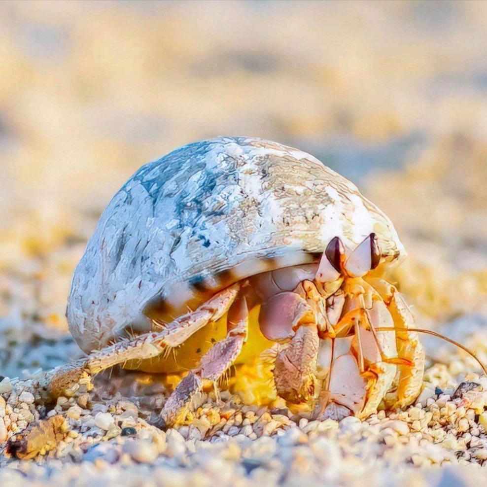 爬来爬趣寄居蟹（摆摊 批发拿货）