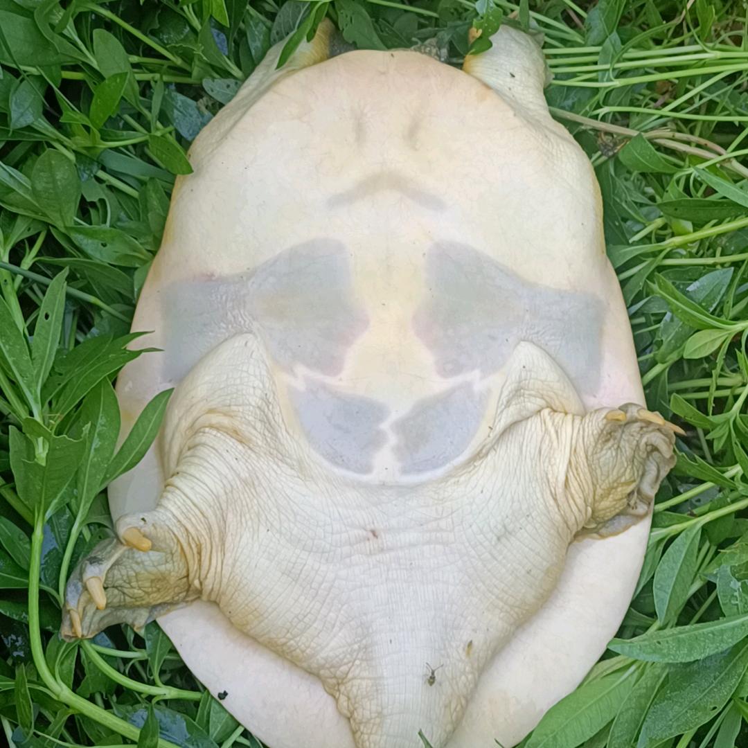 侠姐水产