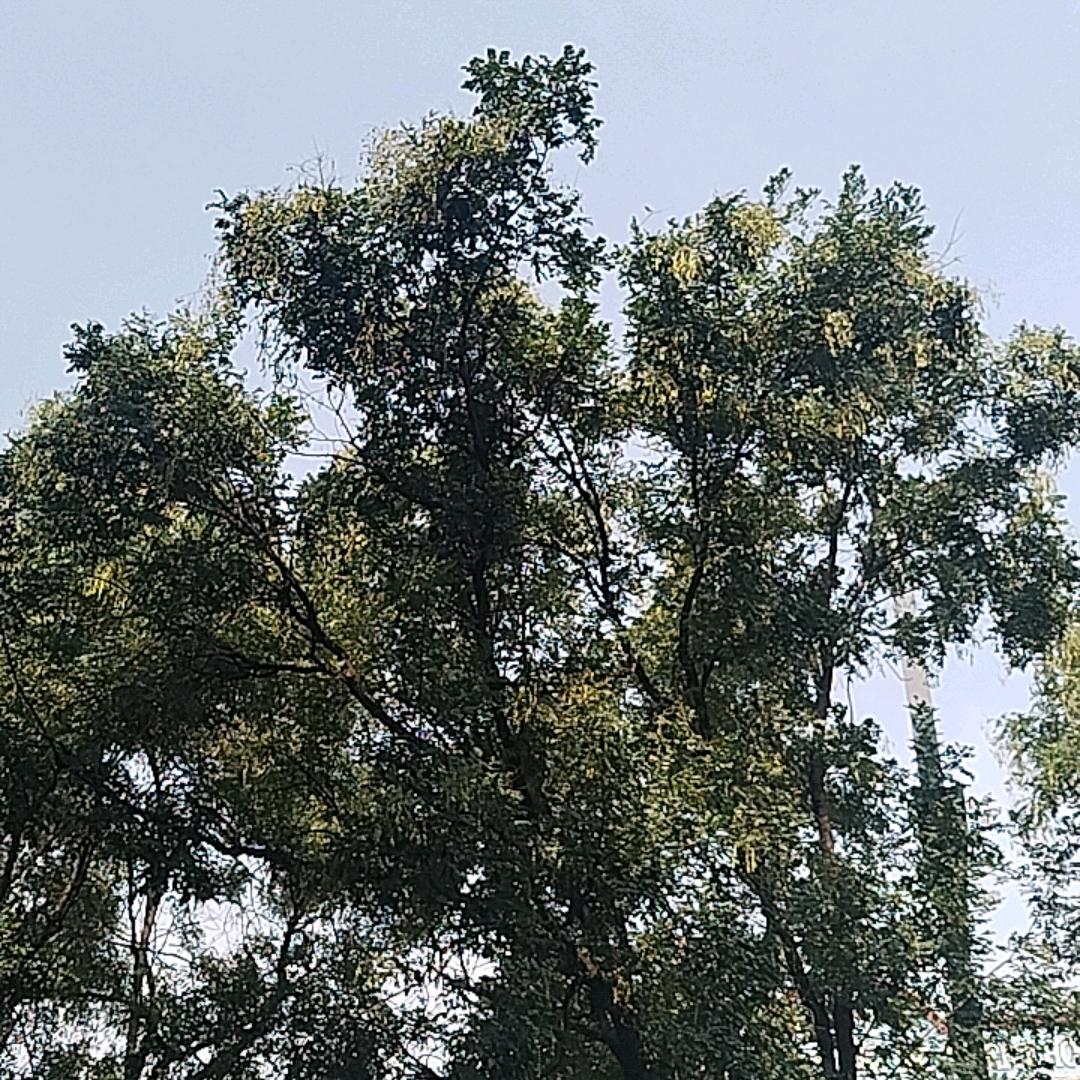 美了个美
