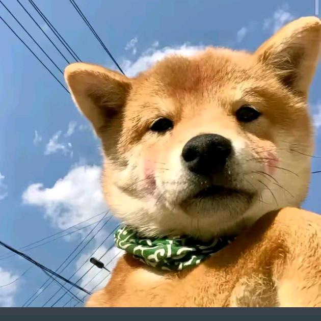 刀仔（三角洲行动）