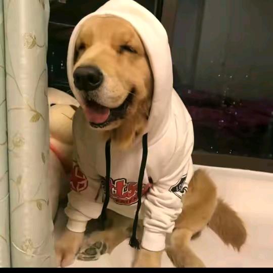 舍得