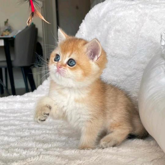 猫壮士