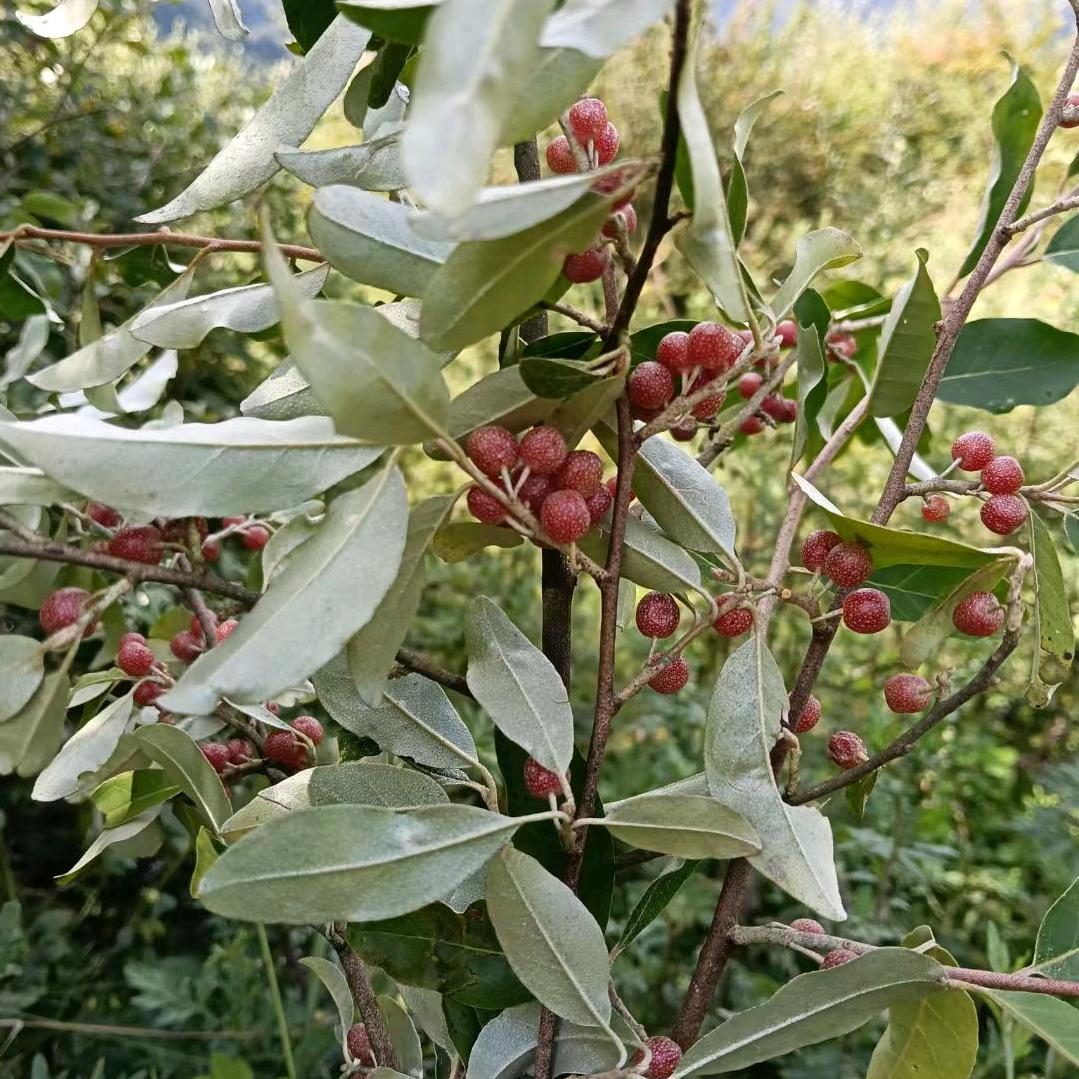 我是云南昭通商特务的心伤透了