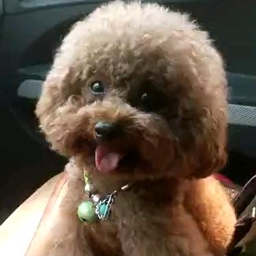 叮当狗宠物海门市健康路38号