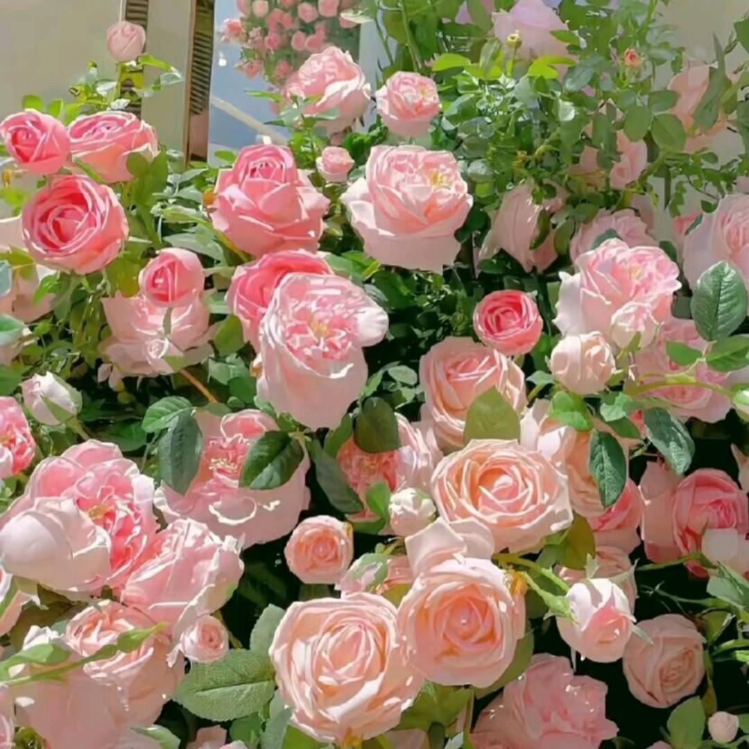 ʚ♡⃛ɞ(ू•ᴗ•ू❁ʚ♡⃛ɞ随心所向
