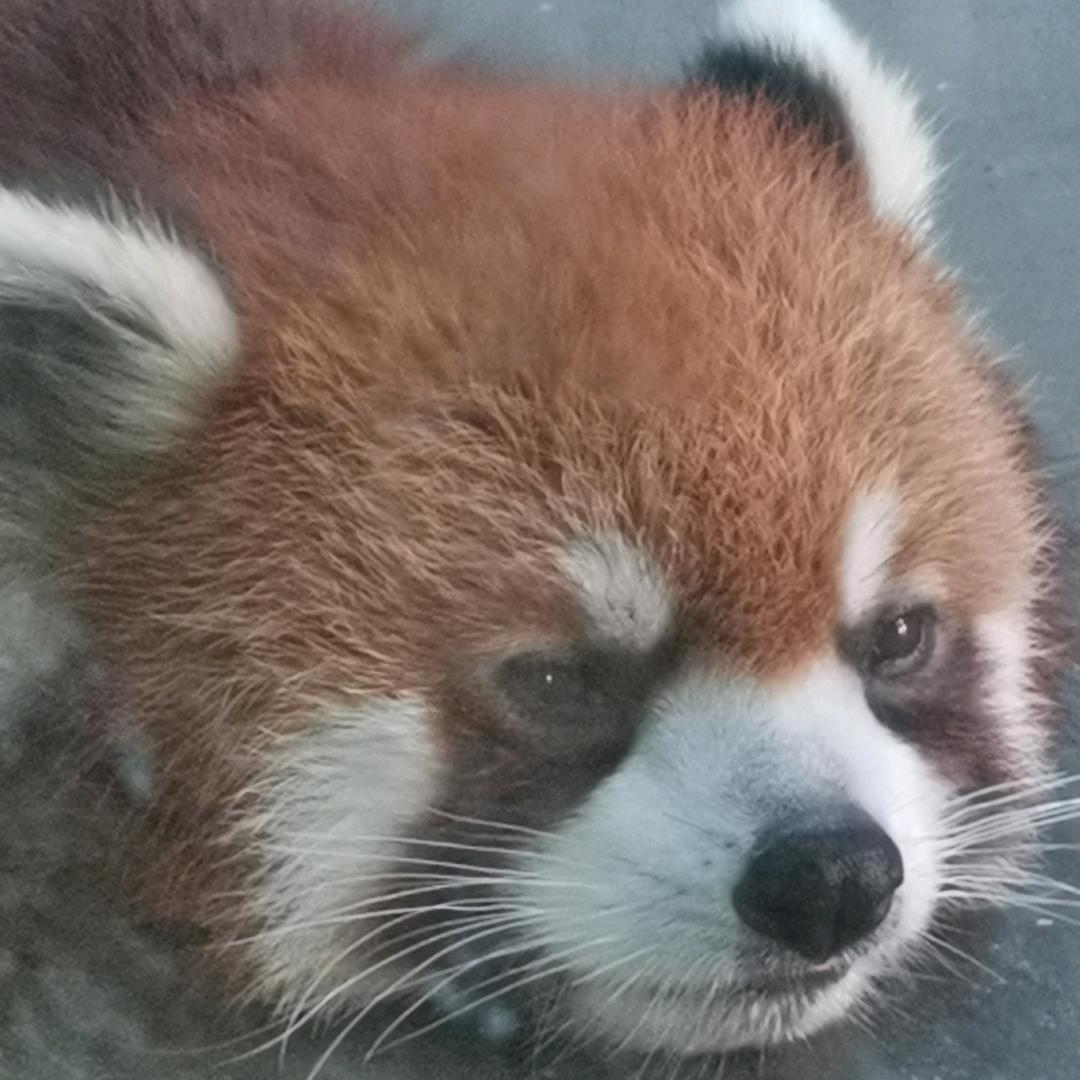 萍儿