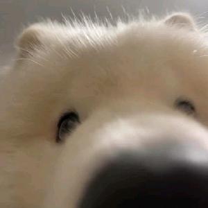 郁闷小猫吃狗粮