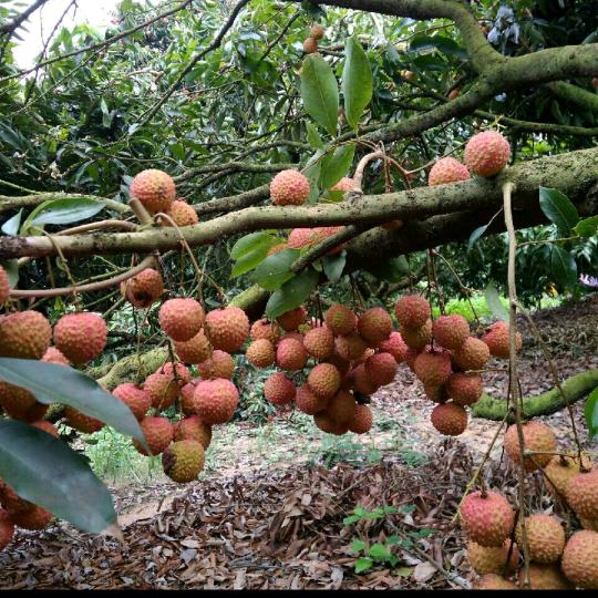 心想事成，万事如意