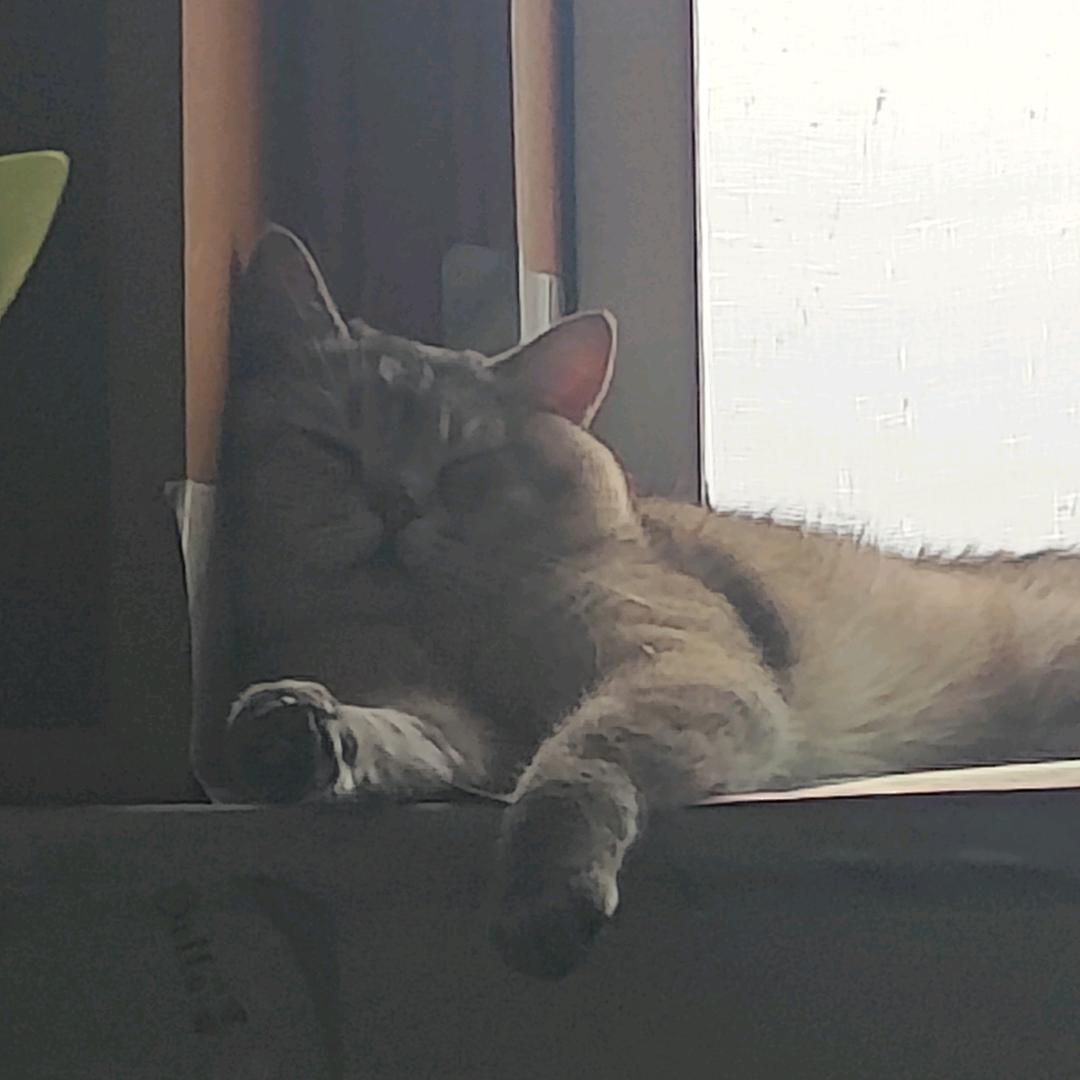爱上猫的鱼