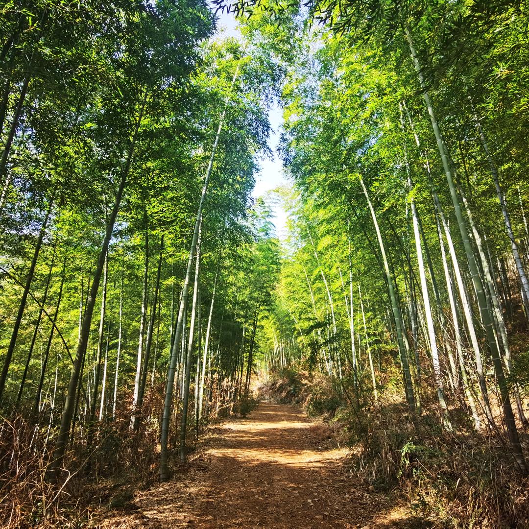 飞姐