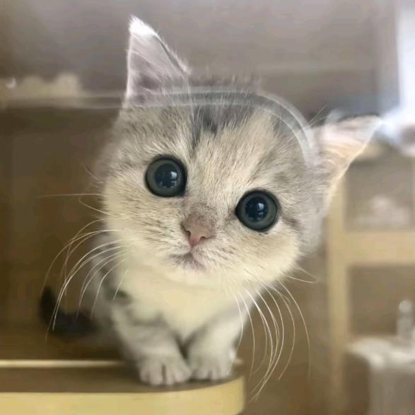 炸土豆dd(喜欢四级版)