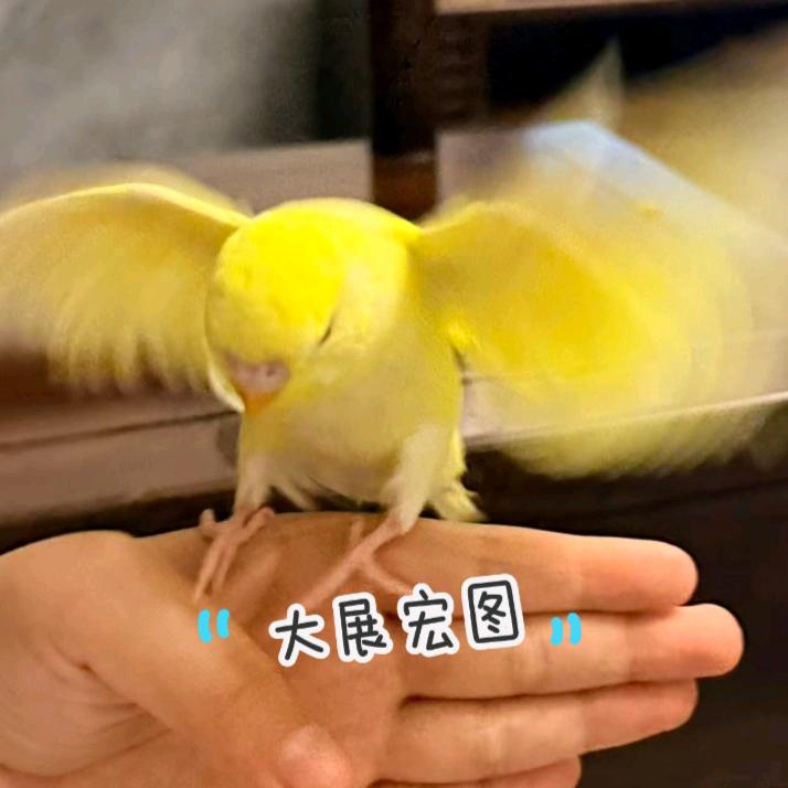 雪梨（坏鸡版）˃ʍ˂