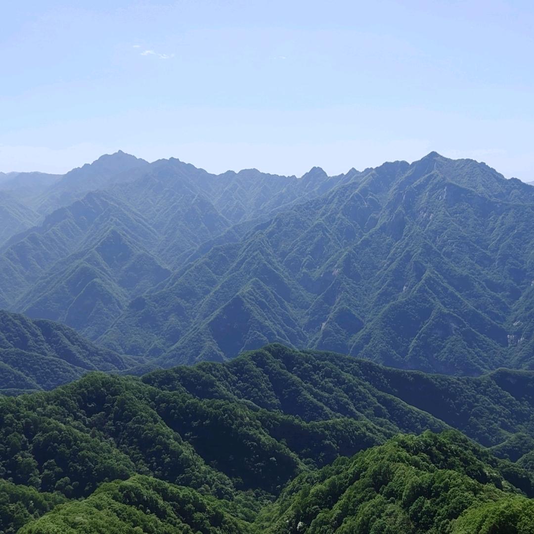 绽放薰衣草