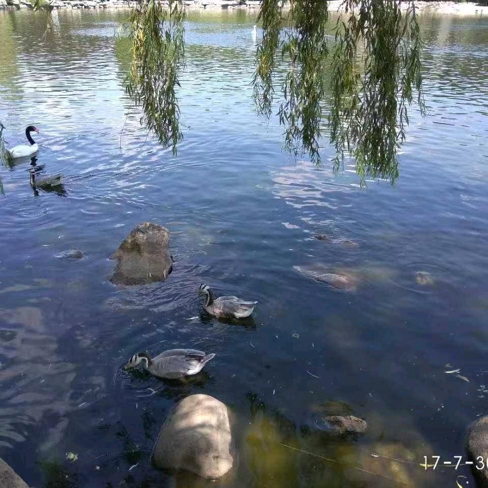春风淡雅