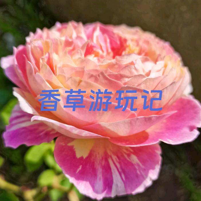 香草游玩记
