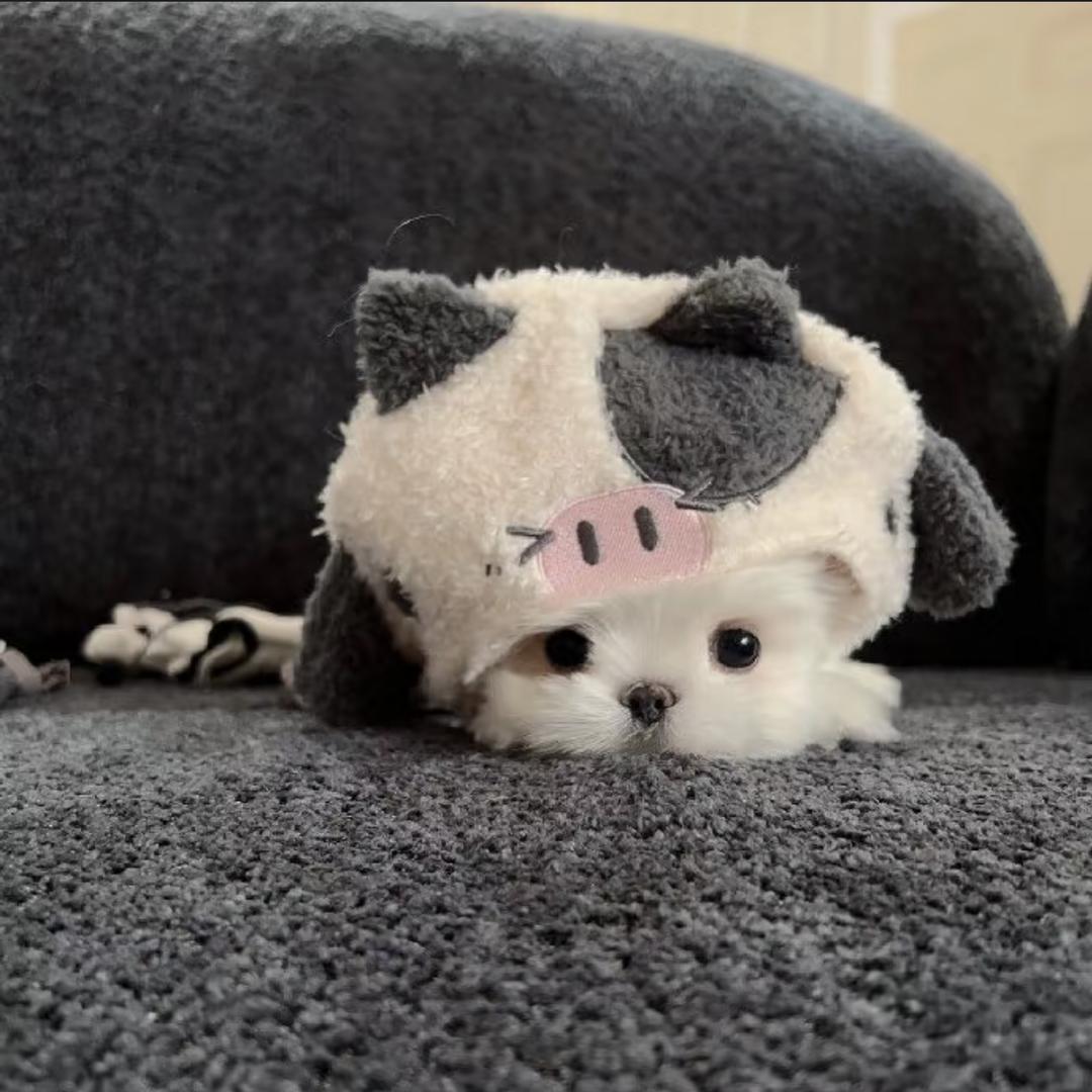 蛀牙