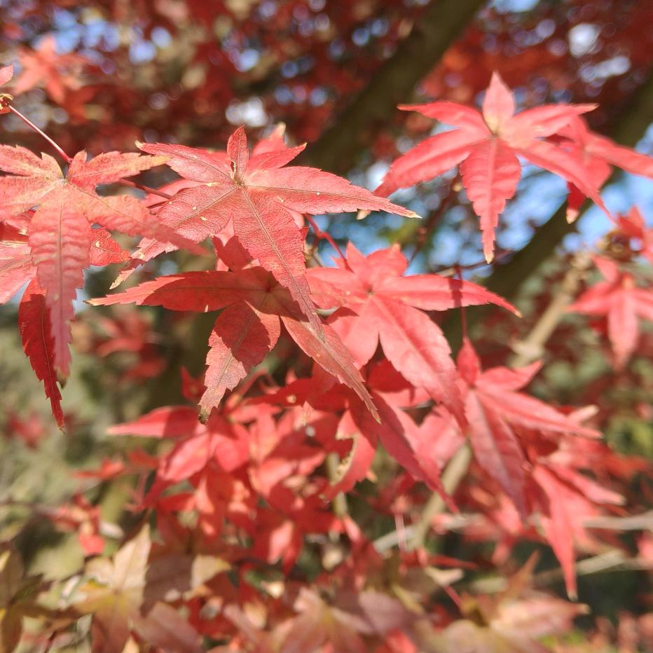 锦怡