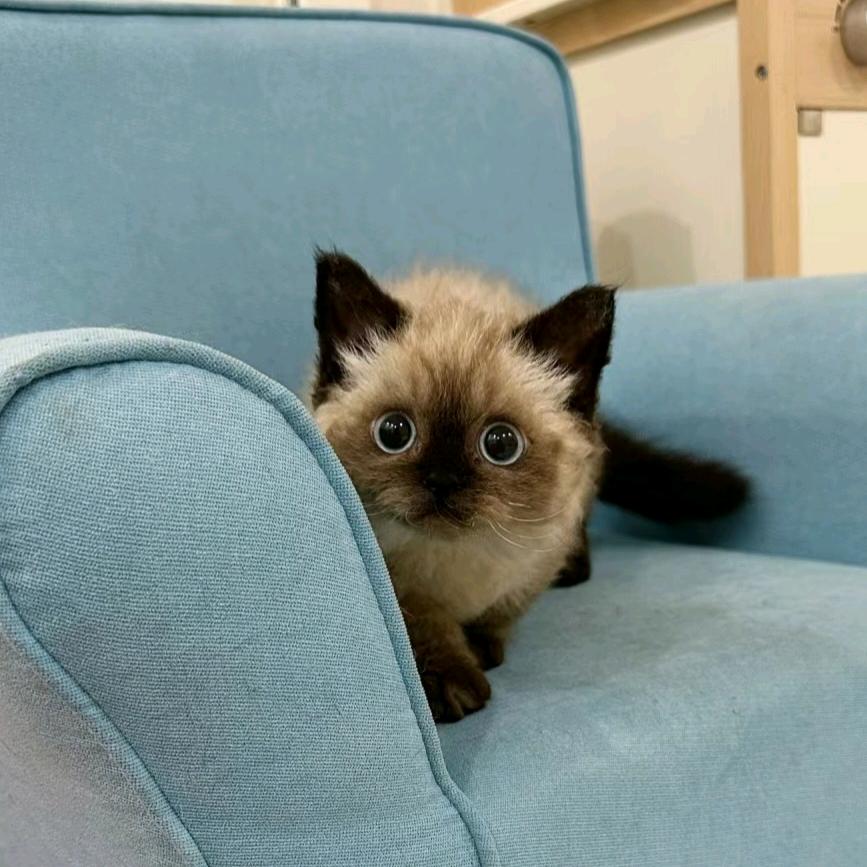 三刀姐手法证明者