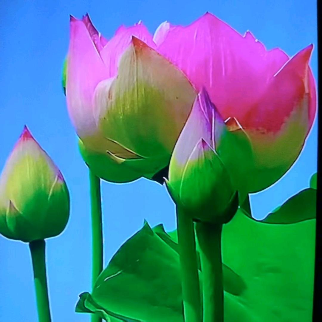 🎋胖🌿嘟🌹嘟🍎