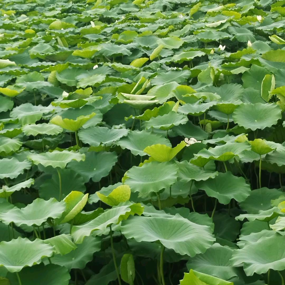 来杯长江水