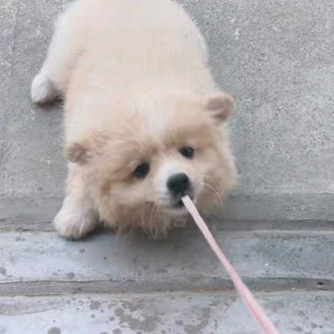 补只盗大王