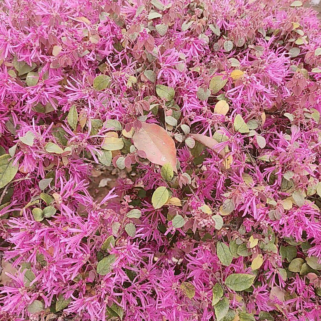 清风淡然