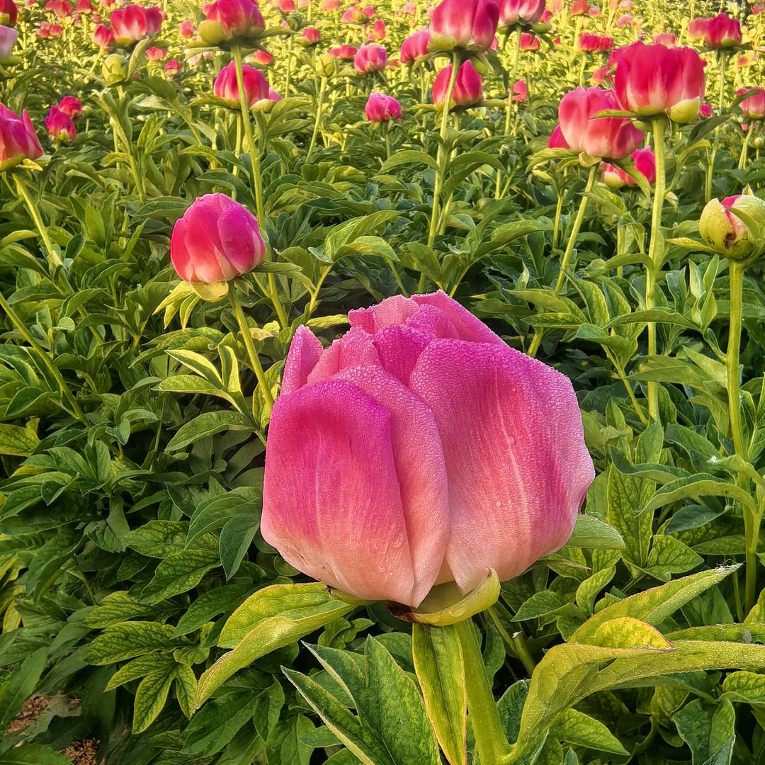 佑花無尘绽芳华