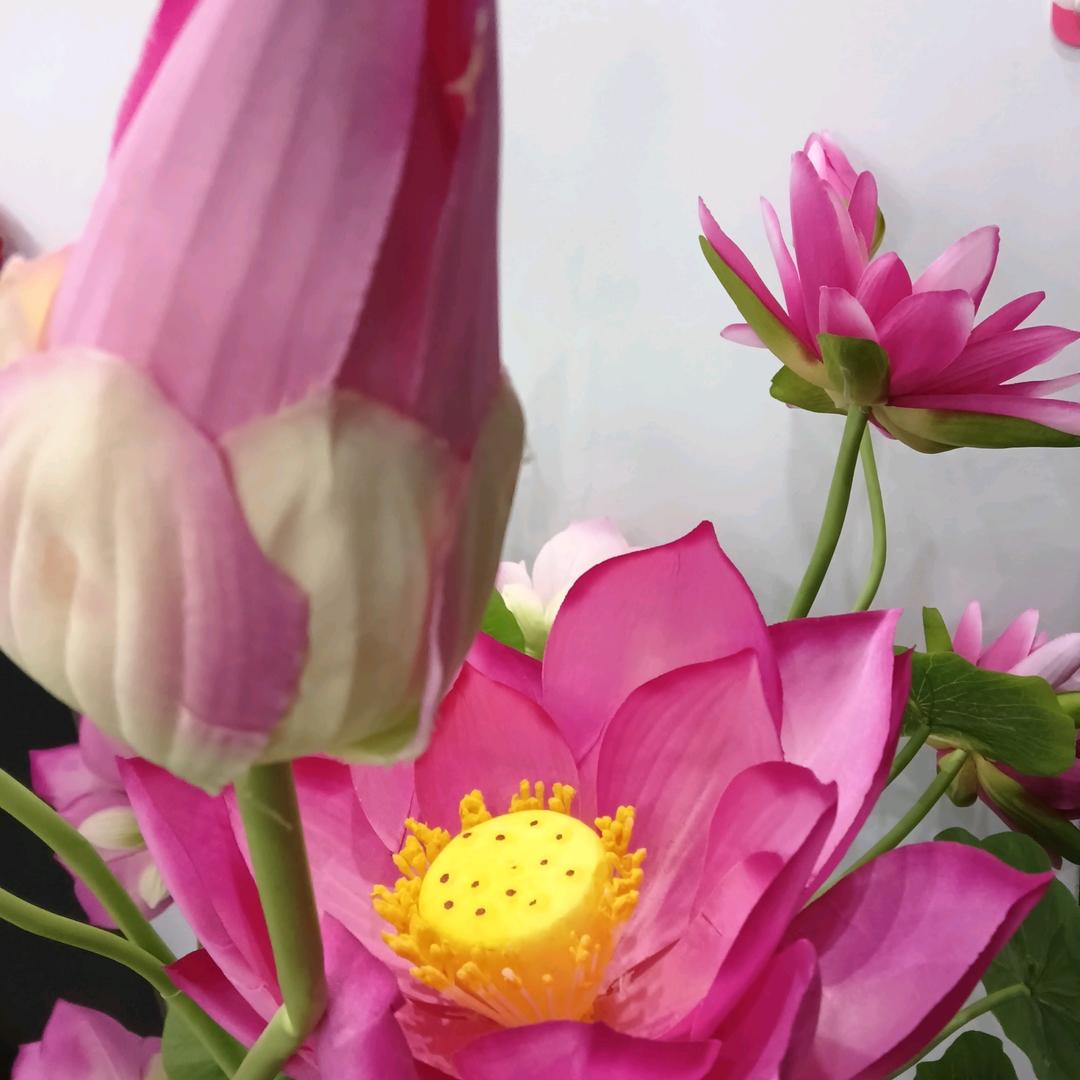 灵芝草