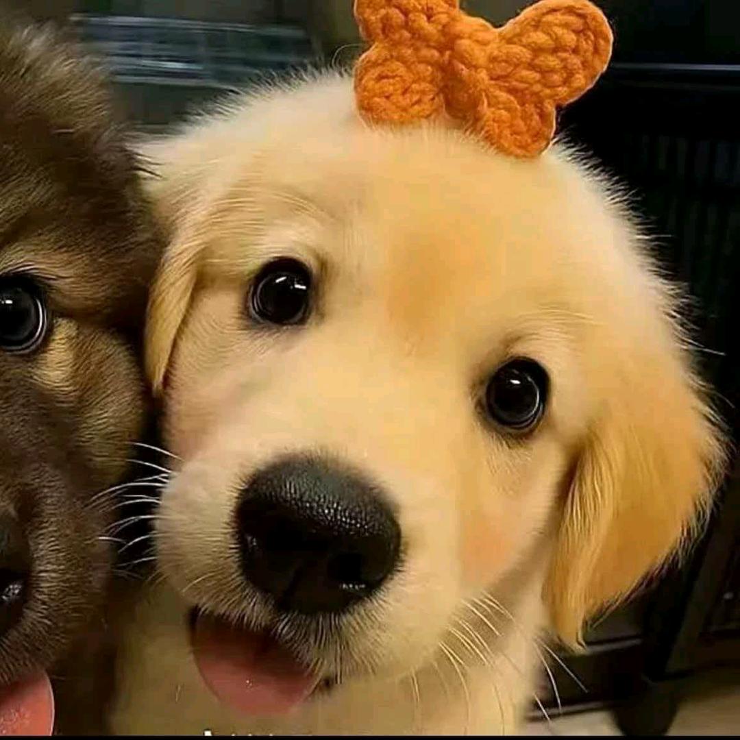 拒嫁总裁999次被保镖抽成陀螺