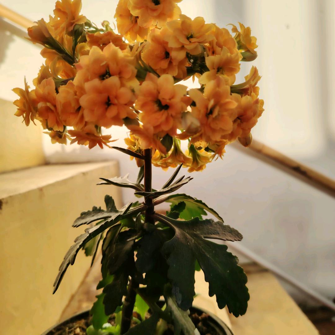 🇨🇳⛵️杨帆💦💧起航☀️🍇