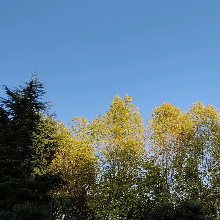 涵曦